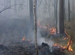 Лесные пожары пошли на убыль Лесные пожары пошли на убыль